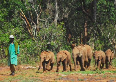 sloni-safari